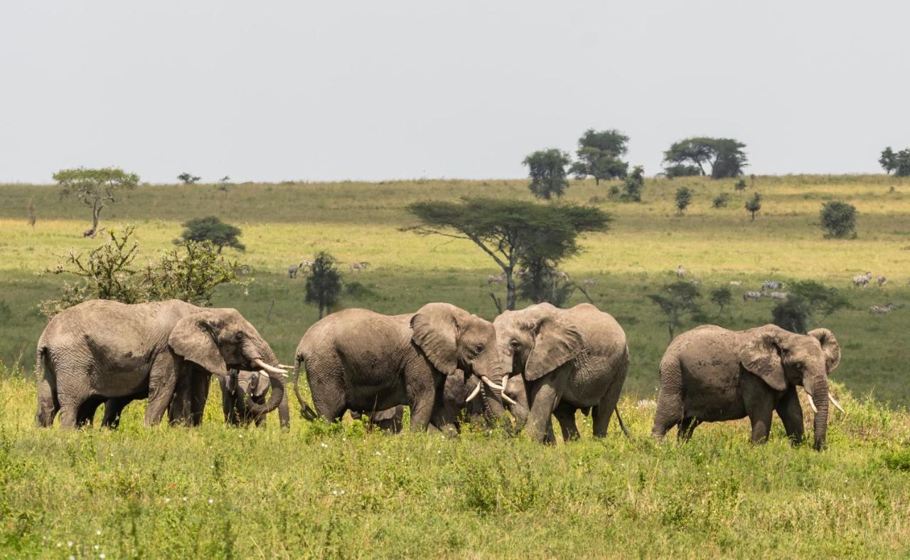 Ngorongoro Lodge Member Of Melia Collection - The Leading Hotels Of The World Ngoại thất bức ảnh