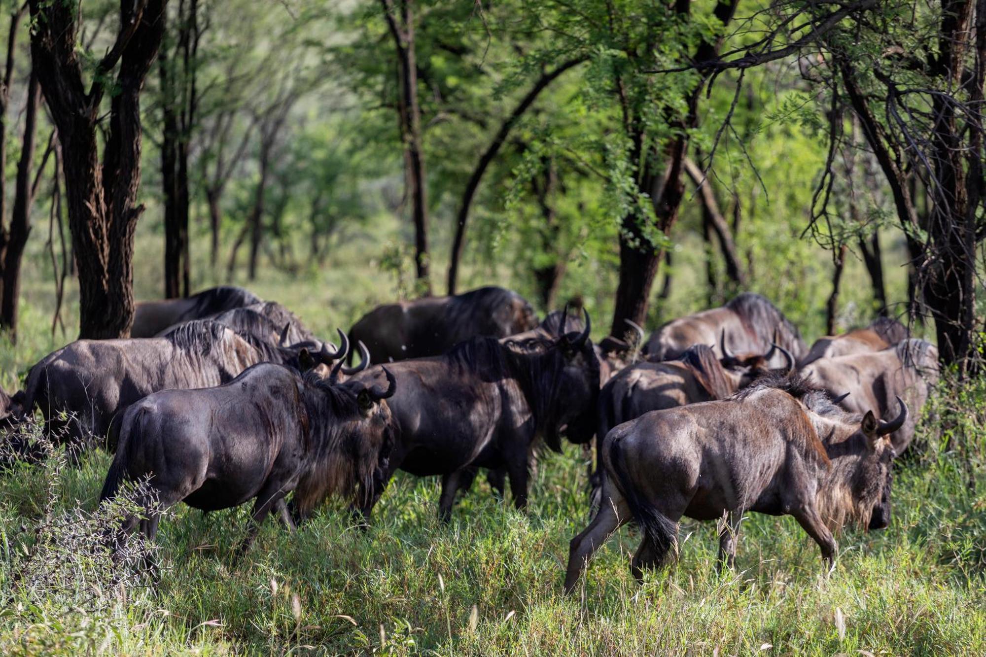 Ngorongoro Lodge Member Of Melia Collection - The Leading Hotels Of The World Ngoại thất bức ảnh