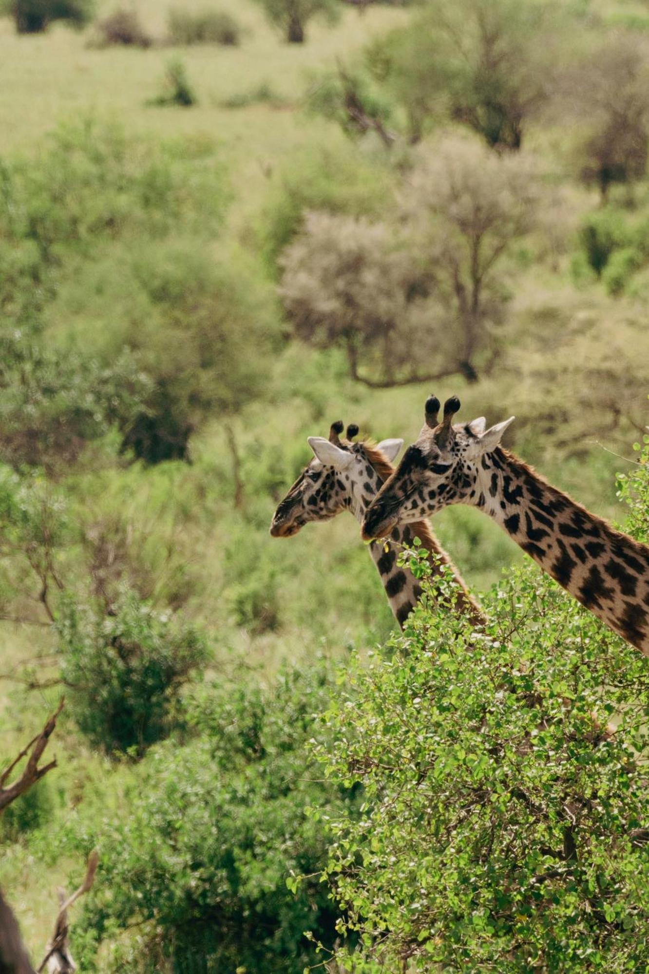 Ngorongoro Lodge Member Of Melia Collection - The Leading Hotels Of The World Ngoại thất bức ảnh